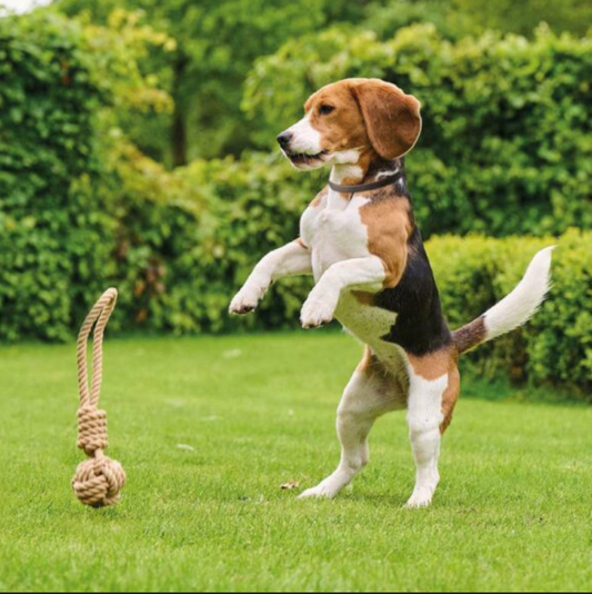 🌿 Growing Older Together: Caring for My Senior Dog