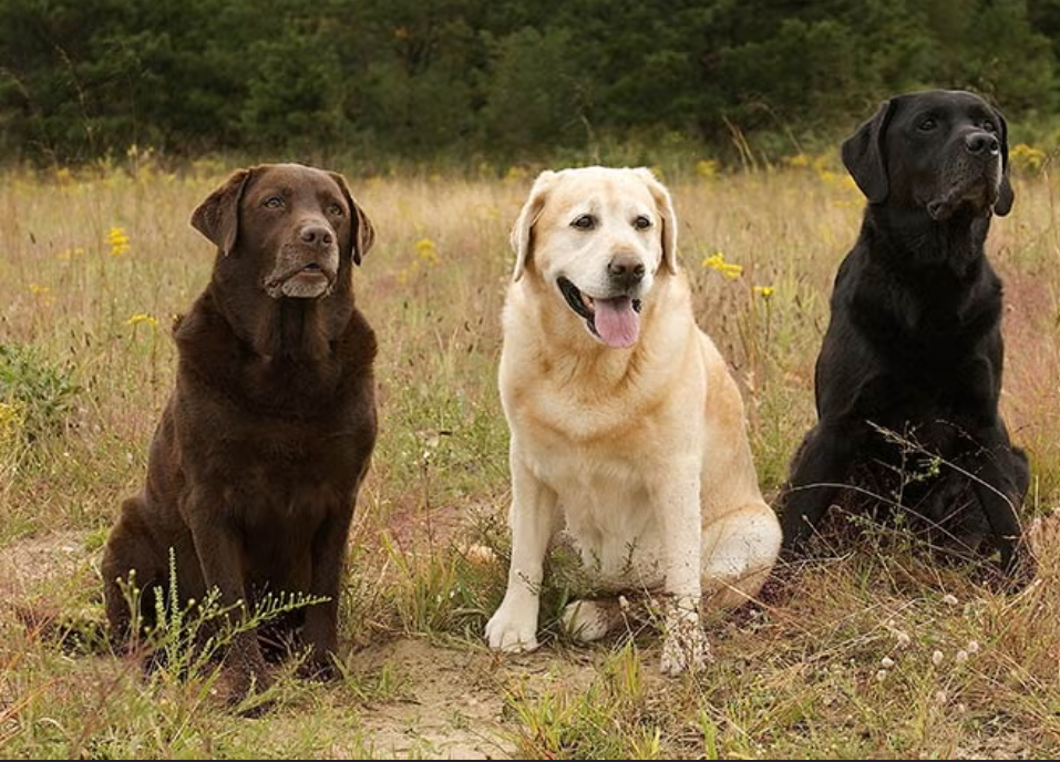 🐾 How an 8-Month Flea Collar Saved My Dog (and My Sanity)