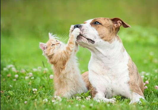 Caring for Cats and Dogs of All Sizes: What Every Pet Owner Should Know