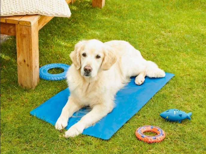 🐾 How a Cooling Mat Saved My Best Friend’s Summer – A True Story from Canada