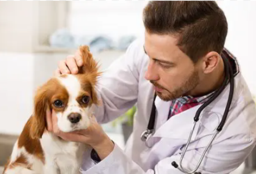 🐾 Pet Treats 101: What’s Safe – and What’s Dangerous for Your Pets
