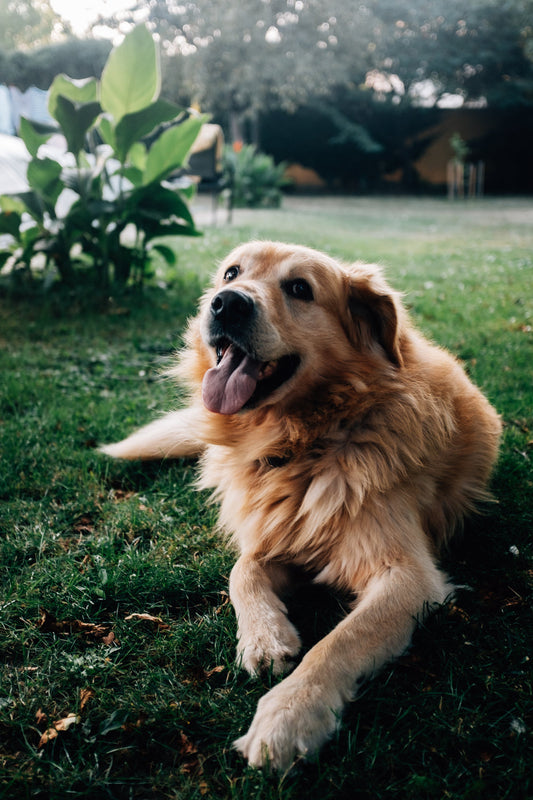 🌿 Caring for Senior Pets: A Veterinarian’s Perspective