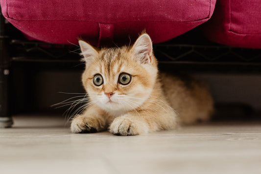What Cats Teach Us About Peace, Patience, and Clean Living