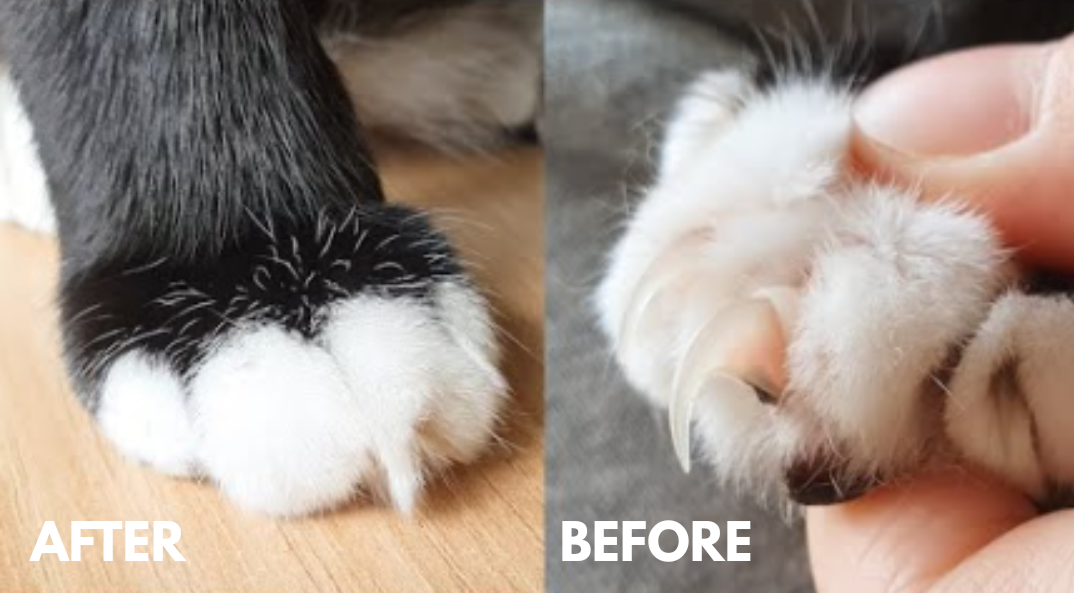 Pet Nail Trimmer